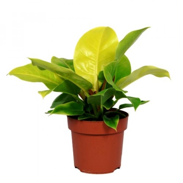 Philodendron Imperial Green - Philodendron Moonshine Plant